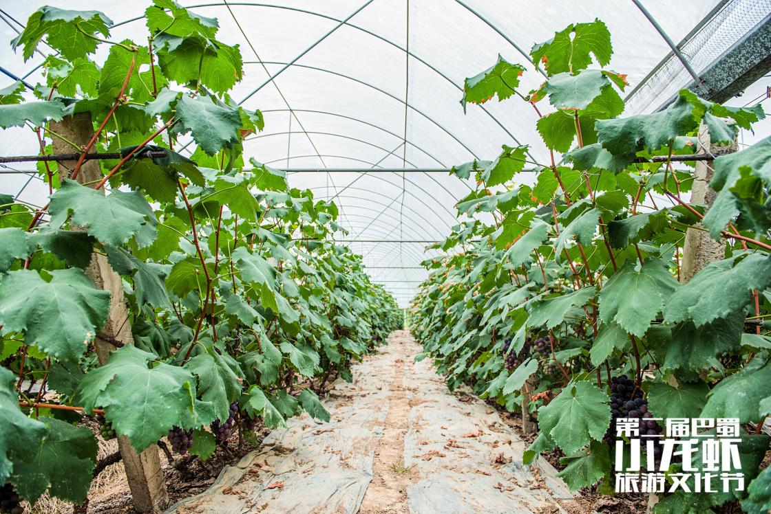 巴蜀文化旅游节,第二届柑橘旅游文化节