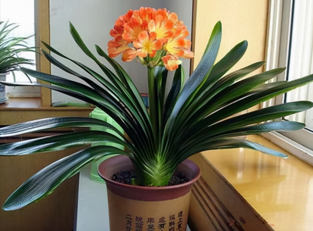 养花人养的花都有哪些,什么花养人又健康又好养