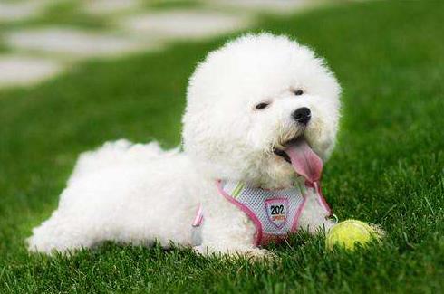 如何养好一只比熊犬这5点很关键,超小体比熊犬智商会不会差点