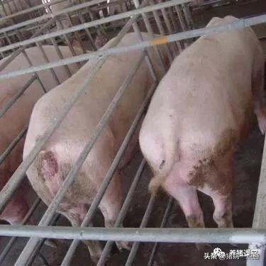 养黑毛猪的正确方法,小香猪养殖黑毛