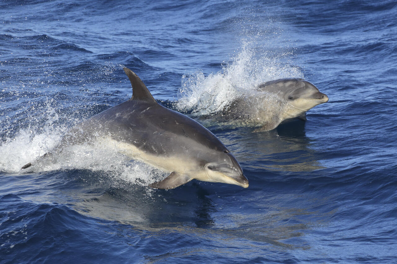 缇庡浘娆ｈ祻鍚儏鑴夎剦,缇庡浘ai娣峰壀