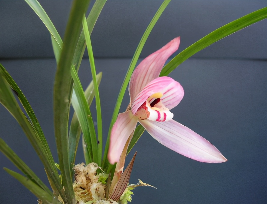 兰花一般多少钱一株图片,市面上的兰花和昂贵的兰花区别