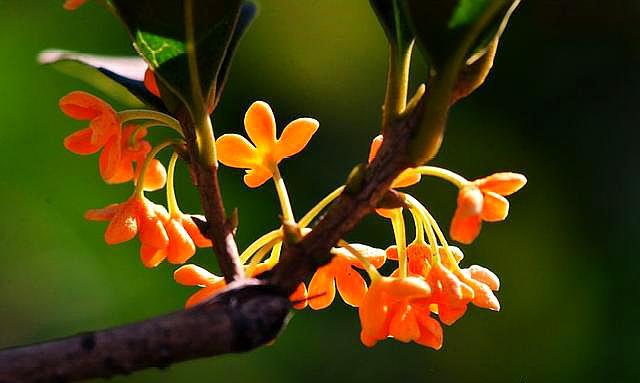 桂花怎么养才能开花不断,养桂花注意事项