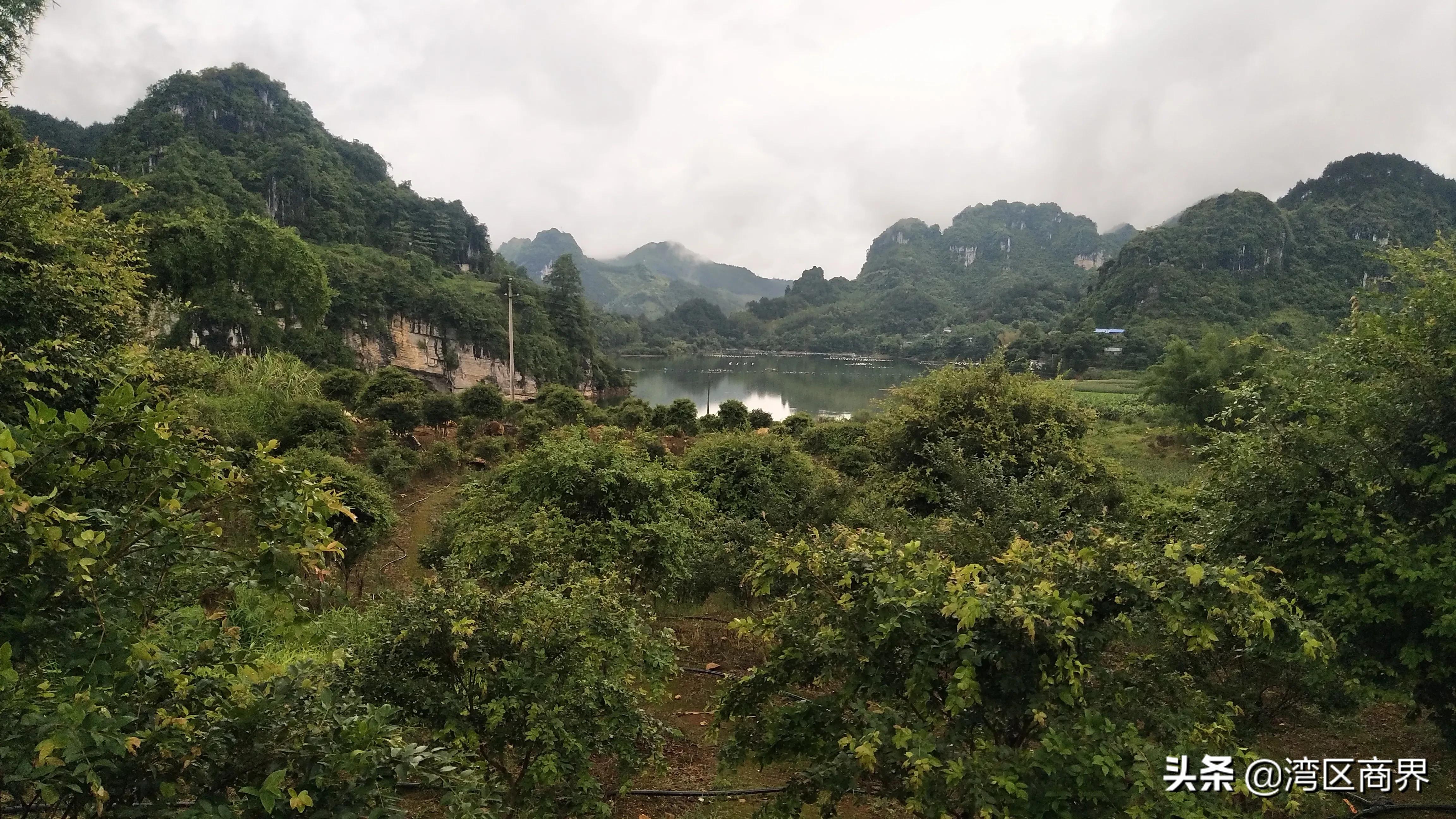 东莞人十年潜心巴马种果酿好酒：助力当地脱贫致富助力国人健康