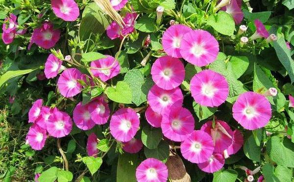 牵牛花怎么养护才能爆盆,夏天重瓣牵牛花苗怎么养