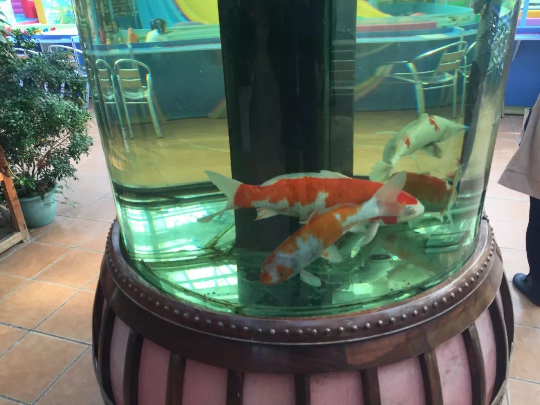 江阴嘉茂国际花鸟园,江阴嘉茂国际花鸟园什么时候再开