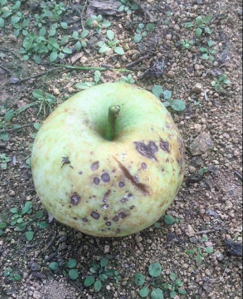 苹果发生苦痘病的原因,苹果苦痘病是怎样形成的