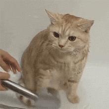 古代的沐浴方式,古代女子沐浴步骤