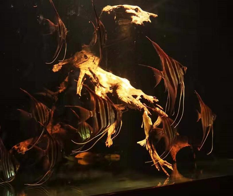 鱼缸里的螺类对鱼有什么影响,鱼缸里的螺蛳是怎么来的