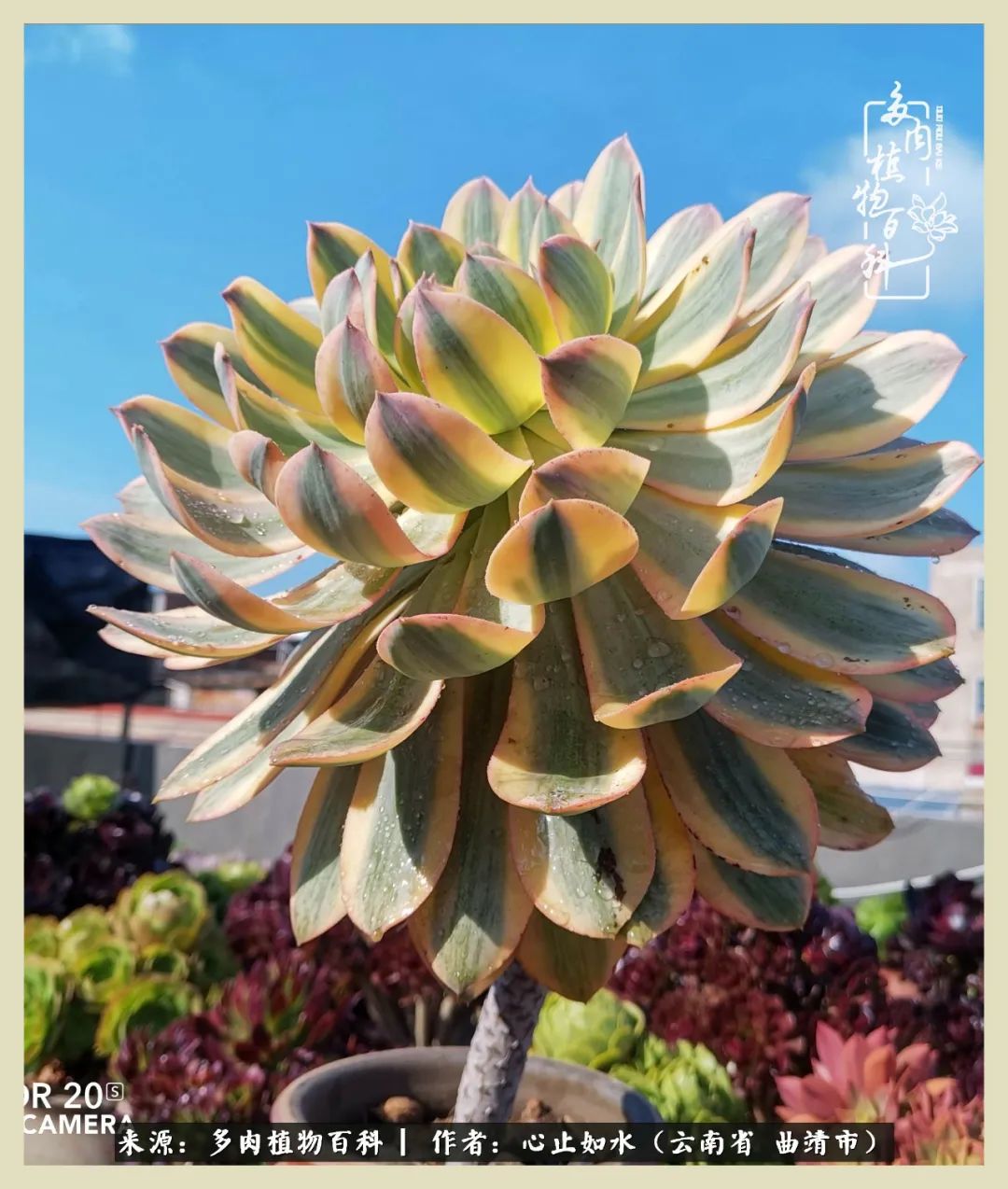 感谢陪伴感恩所有的遇见,让每个人都能感受到多肉的美好