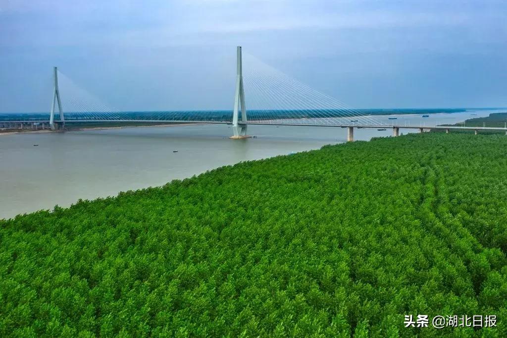 湖北各市长江大桥数量,湖北最大长江大桥图