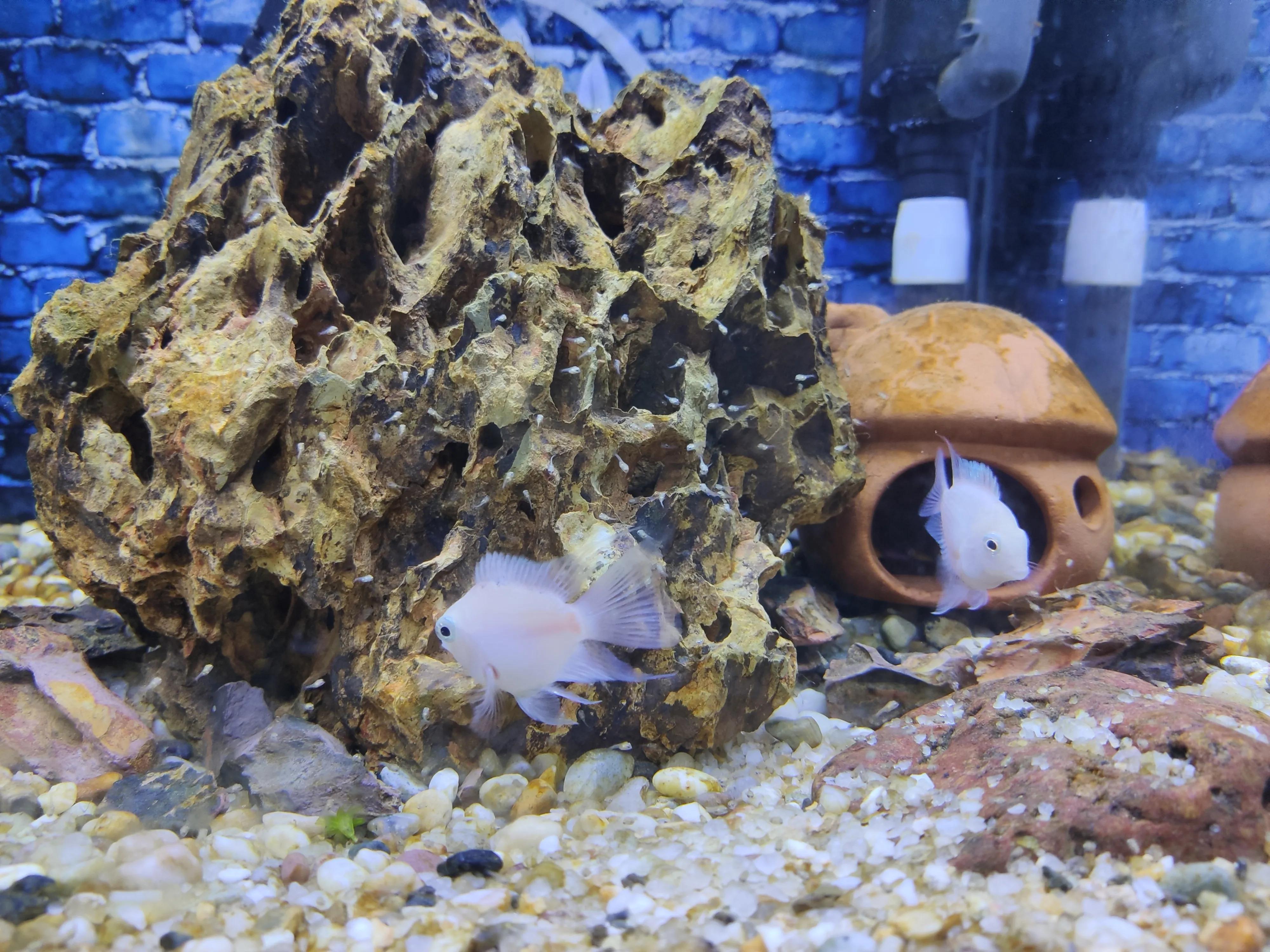 迷你鹦鹉鱼和斑马鹦鹉鱼混养,迷你鹦鹉鱼能喂鹦鹉鱼饲料吗