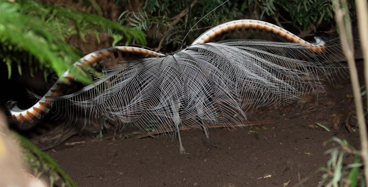 拟音大师唱歌视频,拟声大师