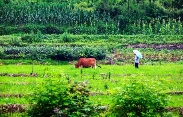 全国十大名茶旅游地,中国十大茶旅