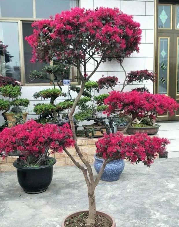 红花檵木的养护方法照片,常见与红花檵木搭配的绿色植物