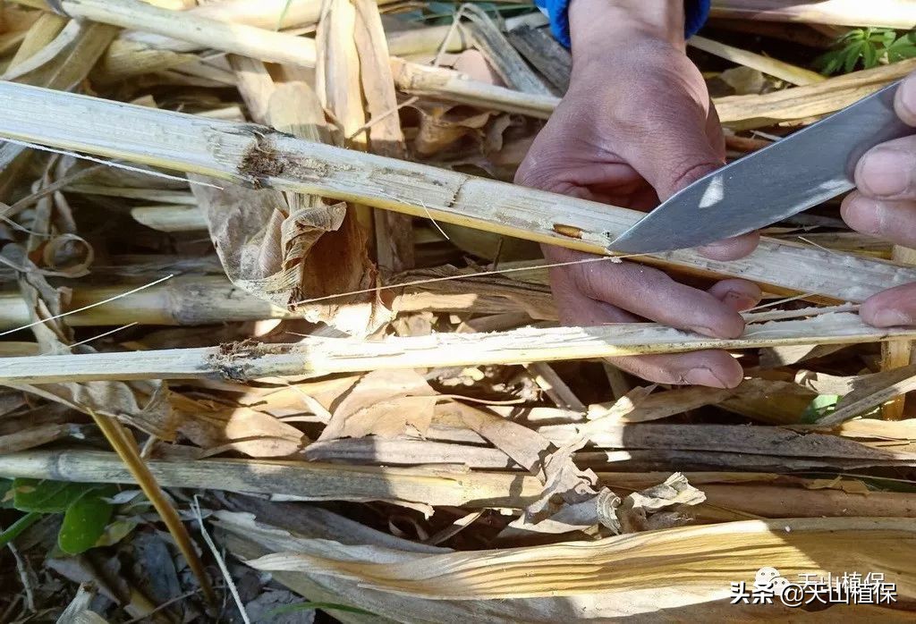 2021农业病虫害,2023年农作物病虫害防治专题会