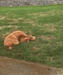 刨土刨水刨坑刨沙发，对于一只寂寞的狗子而言，万物皆可刨