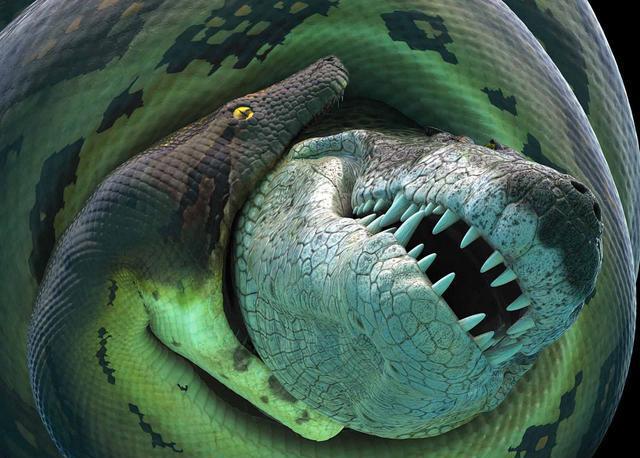 比沧龙都厉害的鳄鱼,淡水沧龙和鳄鱼竞争