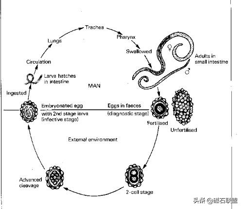 总觉得宠物医院检查太多？为什么需要做这些检查？医院揭秘便检篇
