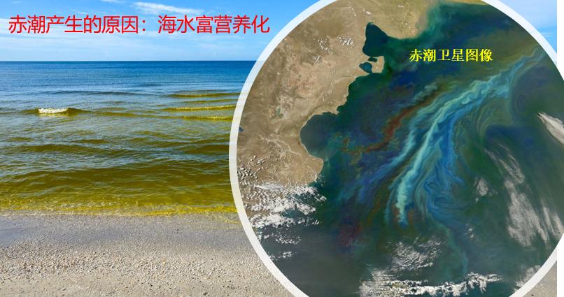 网箱养殖为什么会导致水质恶化,网箱养殖对生态环境有哪些影响