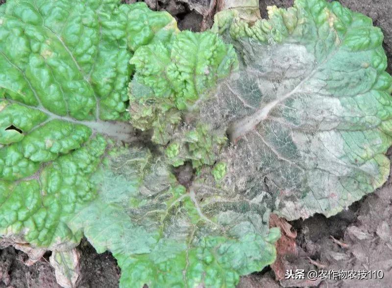 大白菜细菌性角斑病特效配方,大白菜霜霉病和角斑病严重怎么办