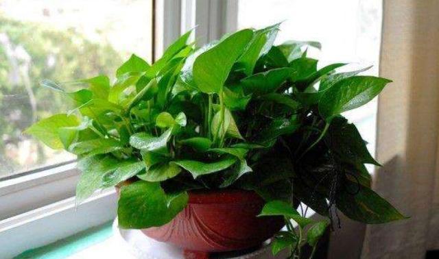 养花加什么叶子绿油油,老花农养花只用这种水全年不施肥