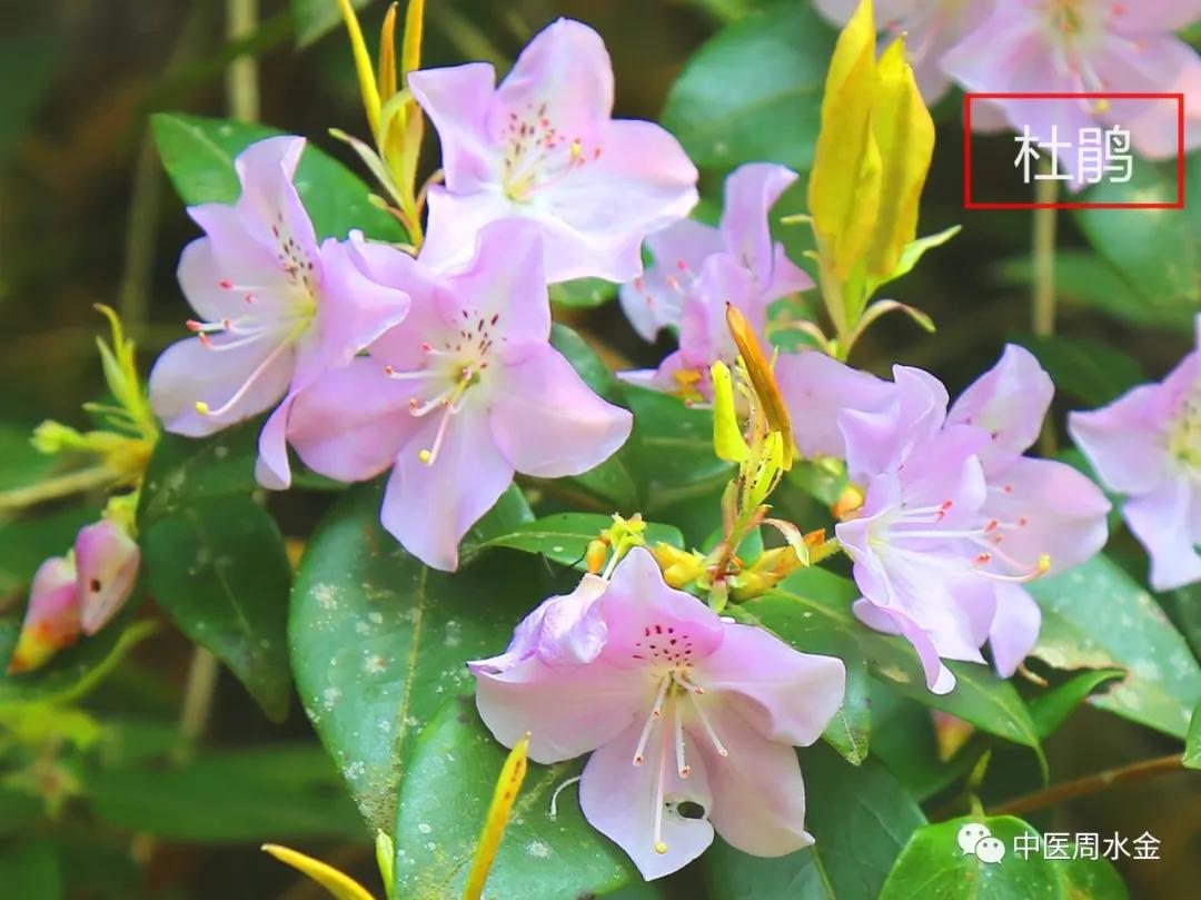 品味本草之美（第一季）