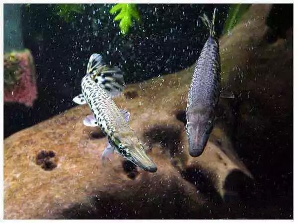 买观赏鱼时怎样挑选到健康的鱼,买鱼店里锦鲤是纯锦鲤吗