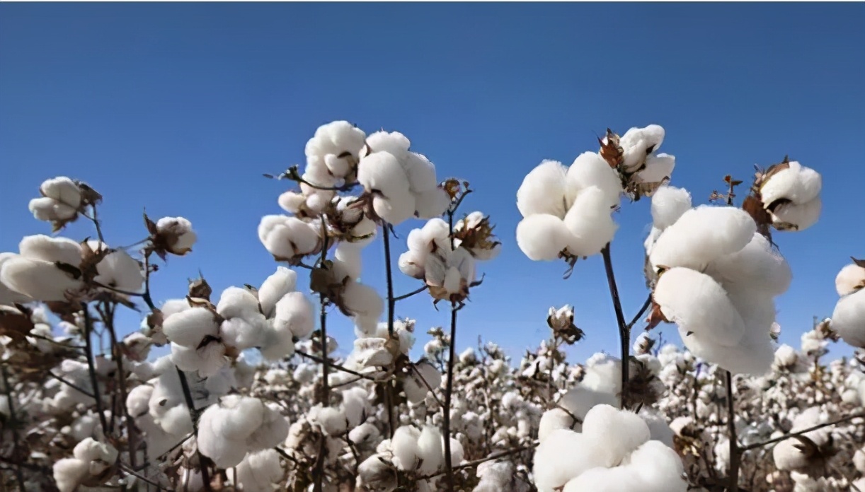 纤维检验所,德州纤维检验所怎么样