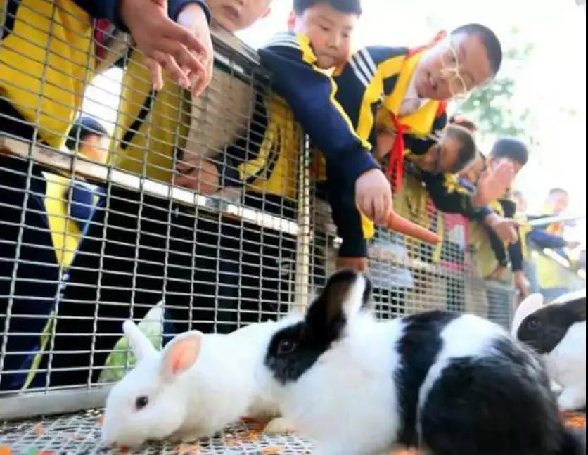 东南花都花博园全新升级鹿岛公园,东南花都花博园导览图