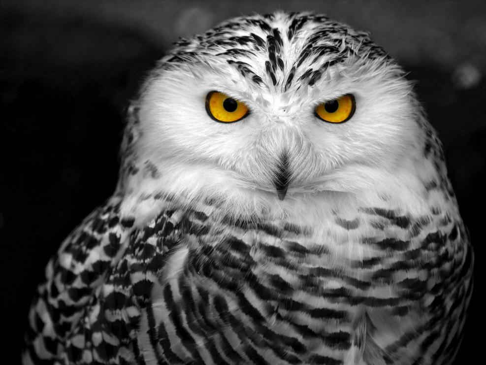 12岁少年鸟神,12岁天才少年懂鸟语