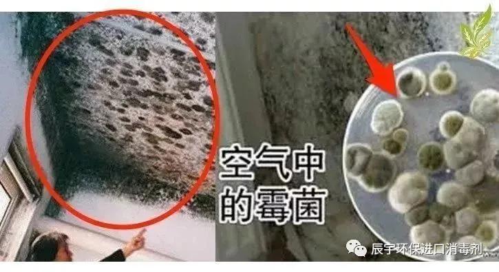 杀死霉菌和真菌的药物有哪些,杀死霉菌最强的克星