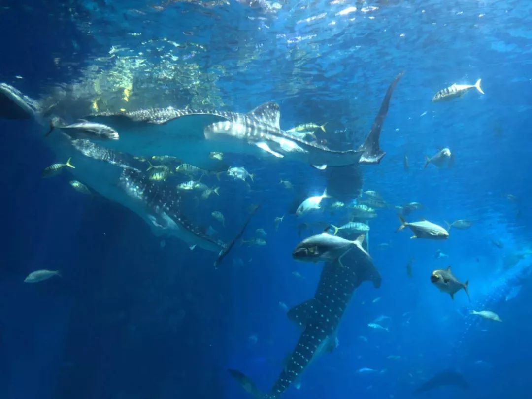 枫悦民宿珠海长隆海洋王国店,珠海长隆附近民宿公寓推荐