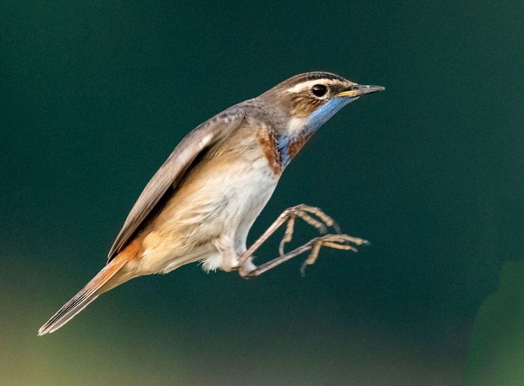 情人岛拍摄地点,情人岛航拍视频