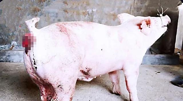 猪脱肛最快特效药,猪脱肛是什么病用什么药治疗