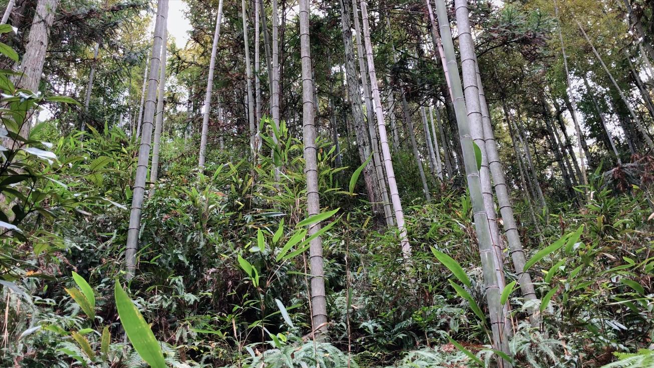 包粽子需要什么名,包粽子还要放什么材料吗