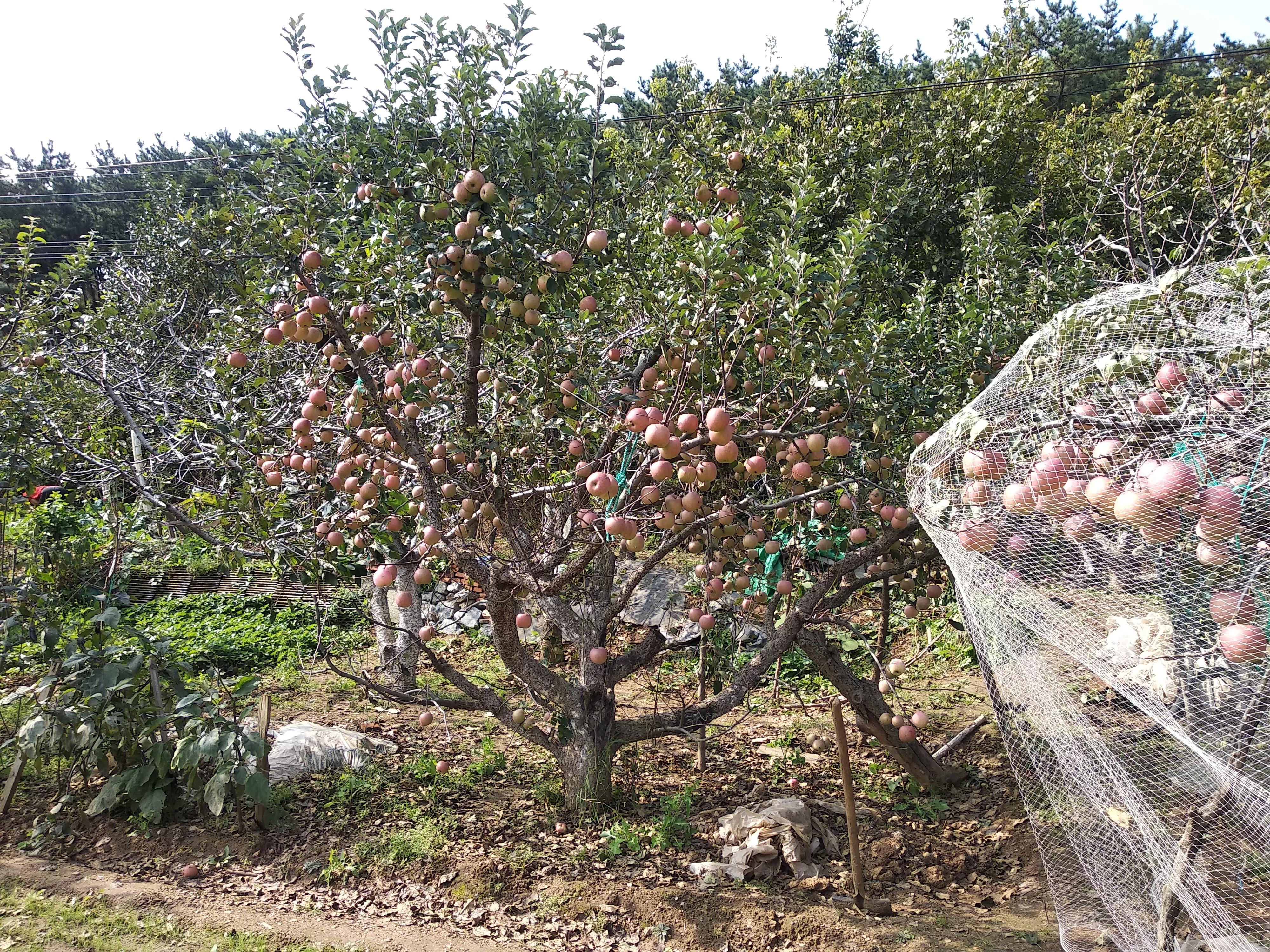 周末回老家帮老爸老妈干农活,做给老丈人和老丈母娘吃的家常菜