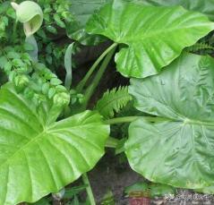 被马蜂蜇了有什么方法缓解,被马蜂蜇了的最快速处理办法