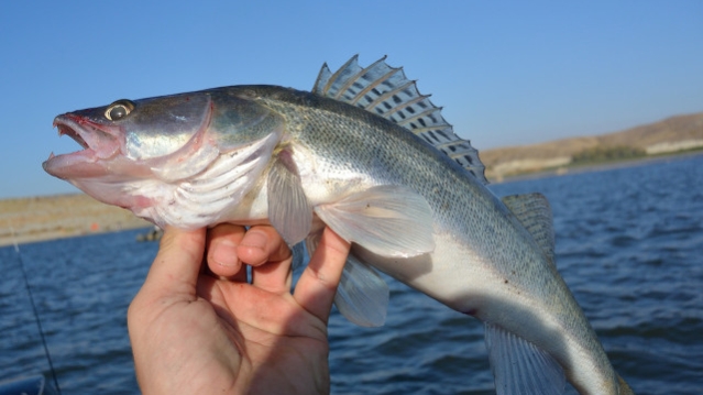 新手钓鲈鱼从绑钩开始,垂钓鲈鱼的最佳方法