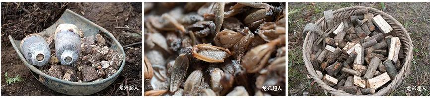 贵州的道地药材天麻,天麻属于哪里的道地药材