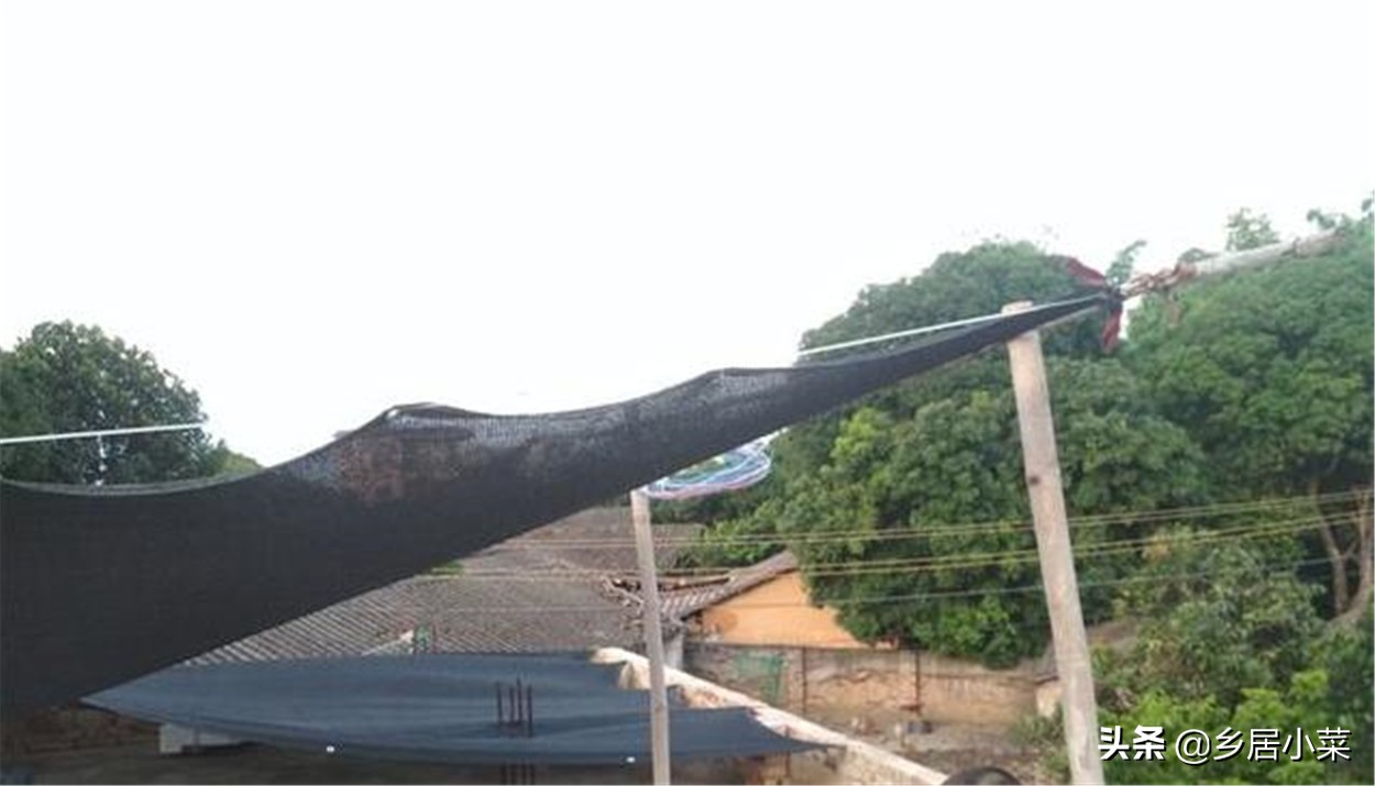 秋天种大蒜不出苗的原因,种植大蒜不生根怎么办