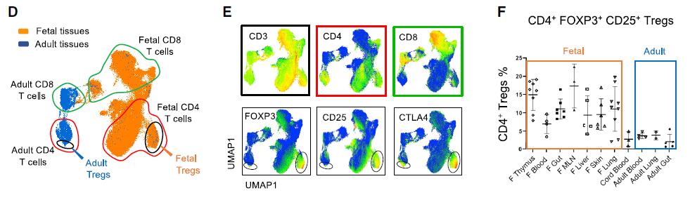 人类胎儿全身组织中都含有活细菌，这些细菌激发了胎儿的免疫发育
