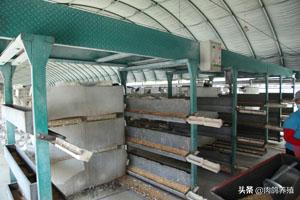 肉鸽子的饲养方法,如何饲养鸽子鸽子会听话