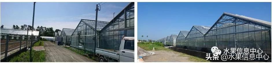 日本农业发达到什么程度？荔枝、香蕉、菠萝竟然用温室来种