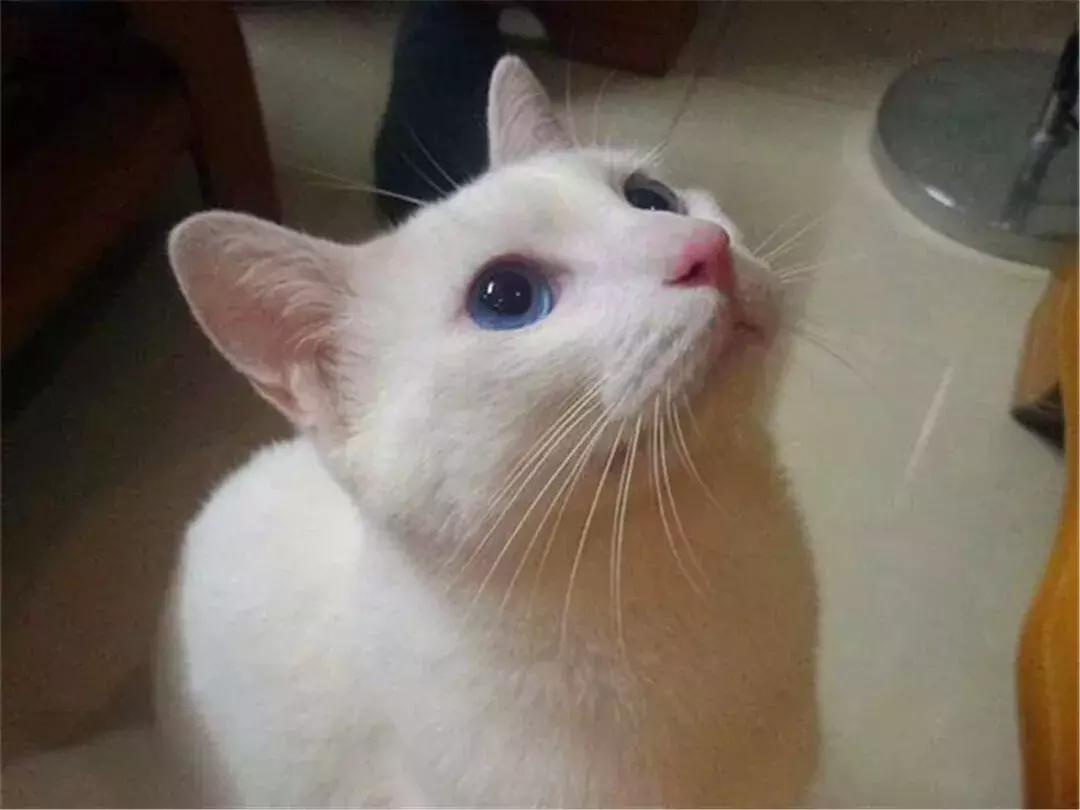 猫咪绝育后护理方法,猫猫绝育后如何护理