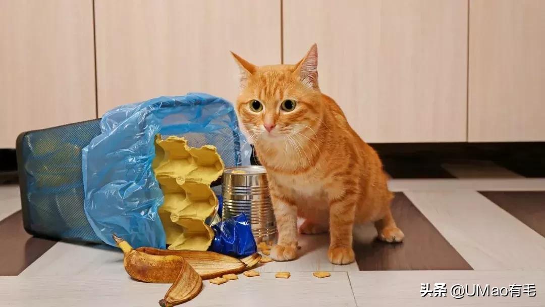 厨房是猫咪的修罗场，随便一项就能重伤