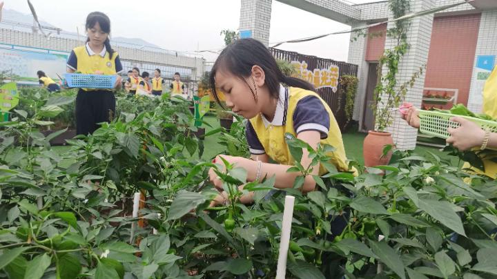小学农耕节活动,梨树县首届农民丰收节