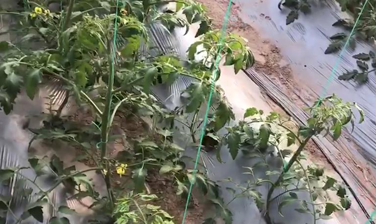 治疗番茄病毒病的配方是啥,防治番茄病毒病的药对人体有害吗