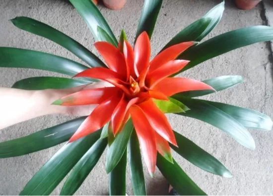 鸿运当头叶子发黄怎么回事,鸿运当头叶子发黄了什么原因