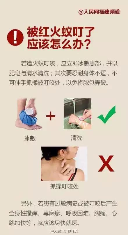 漳州人当心！这种虫子又出来惹事！有人被咬后痛苦万分，甚至昏迷